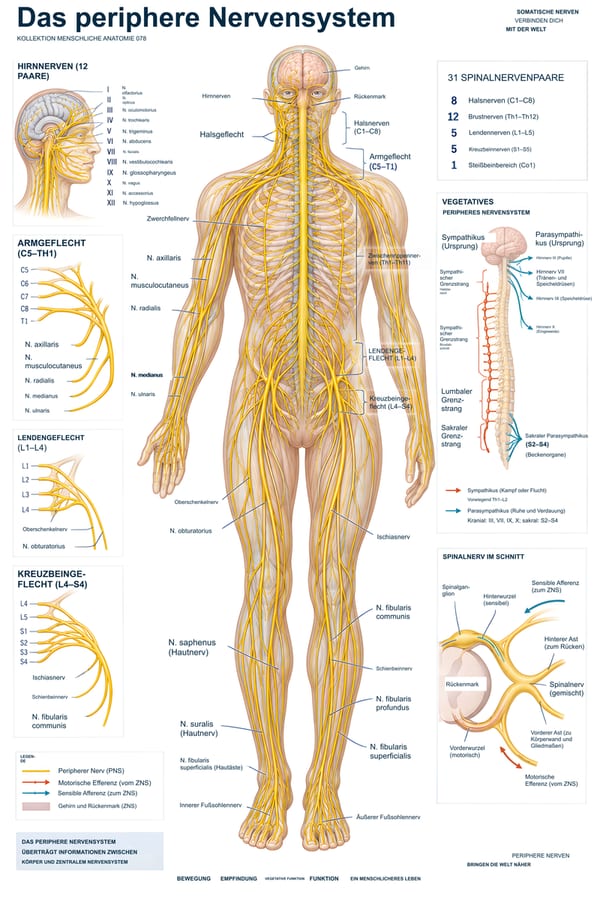 Das periphere Nervensystem – deutsche Ausgabe