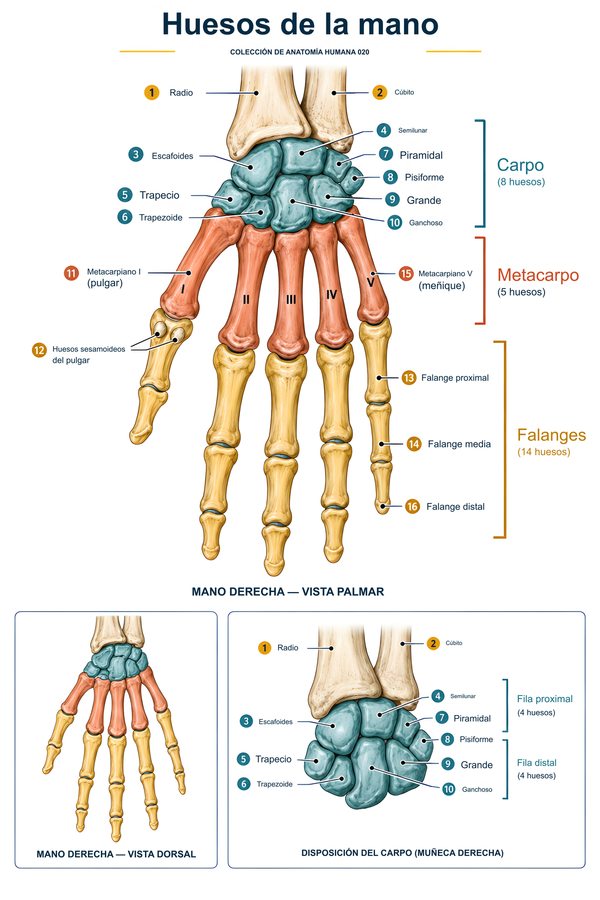 Huesos de la mano