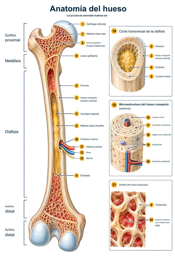 Anatomía del hueso