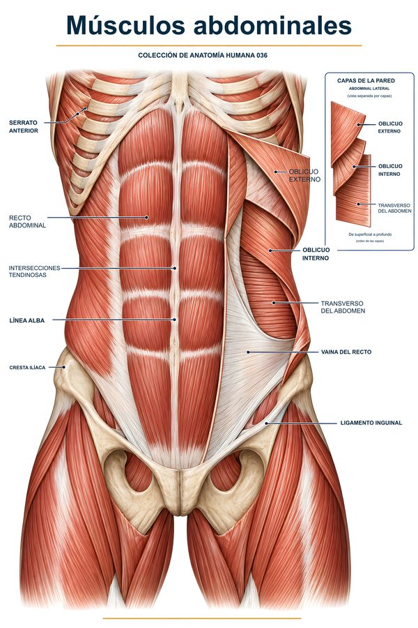 Músculos abdominales
