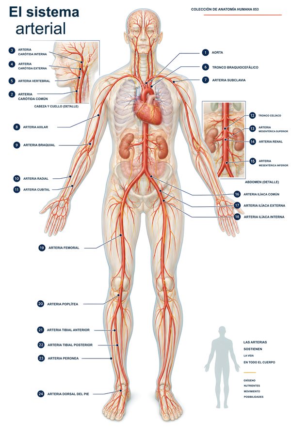 El sistema arterial
