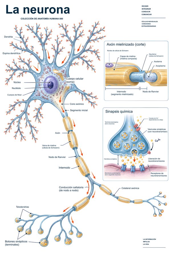 La neurona