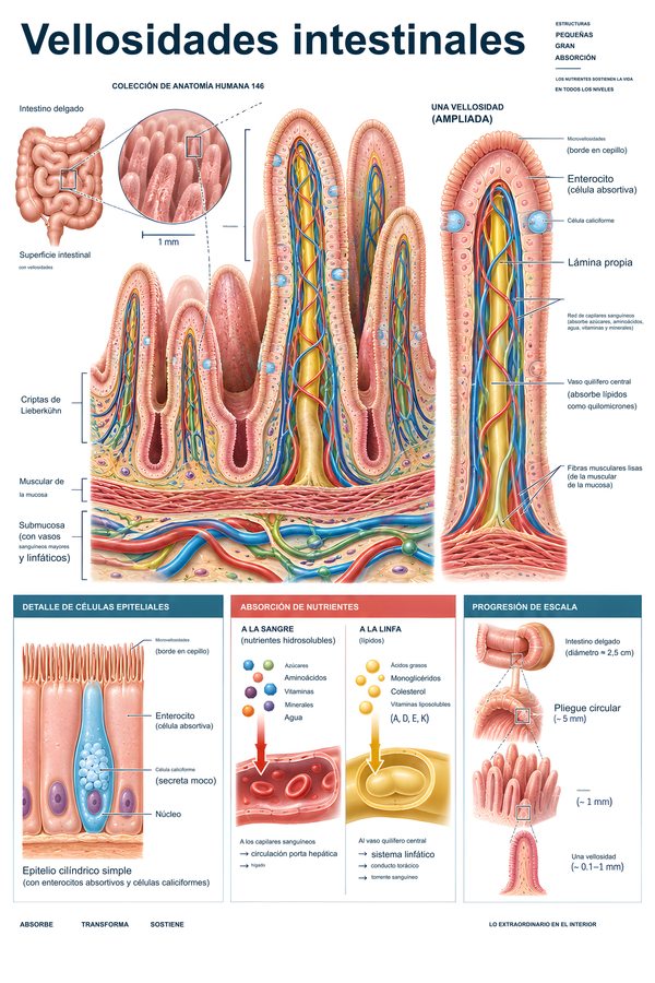 Vellosidades intestinales