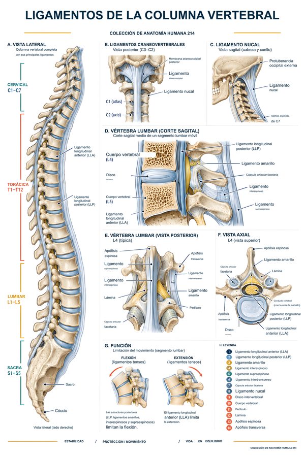 Ligamentos de la columna vertebral