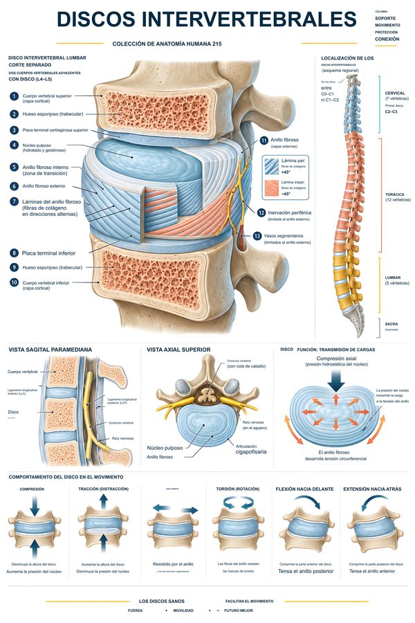 Discos intervertebrales