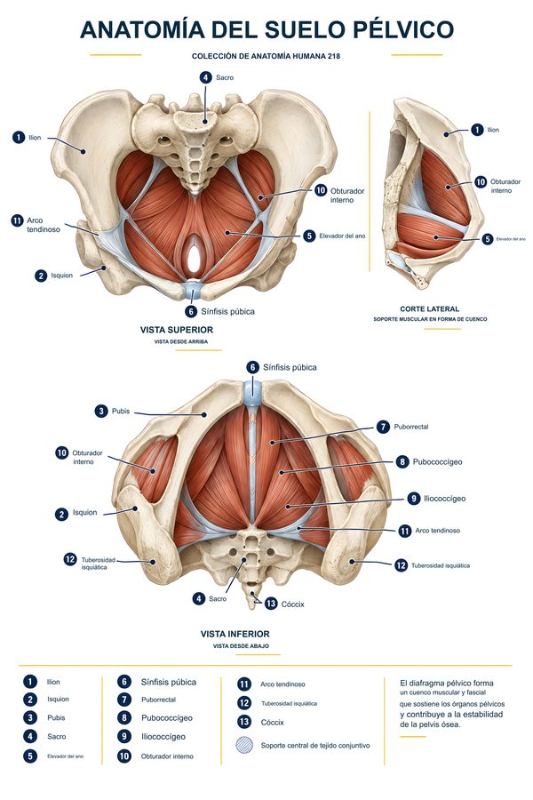 Anatomía del suelo pélvico