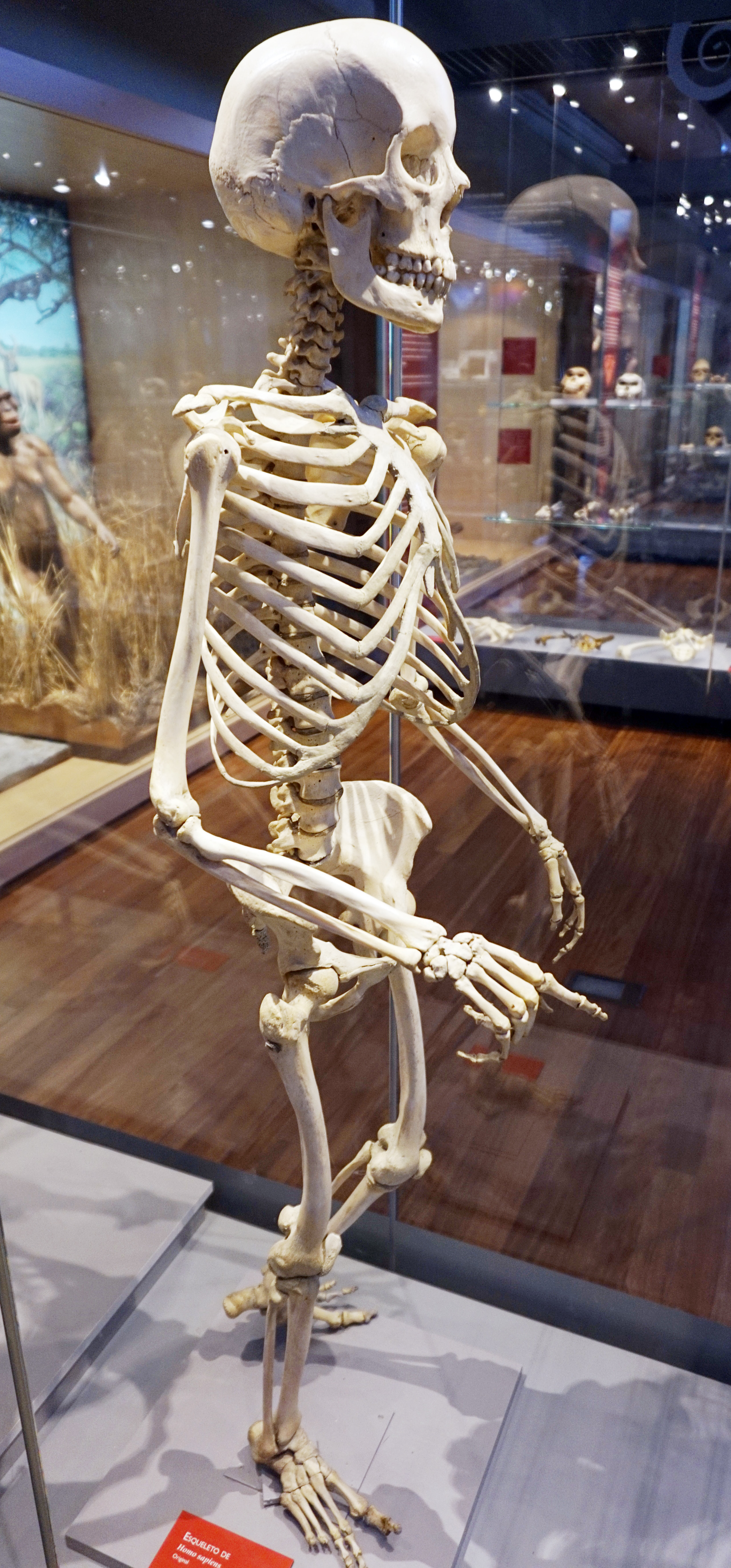 Human skeleton displayed in the National Museum of Natural Sciences, Madrid.