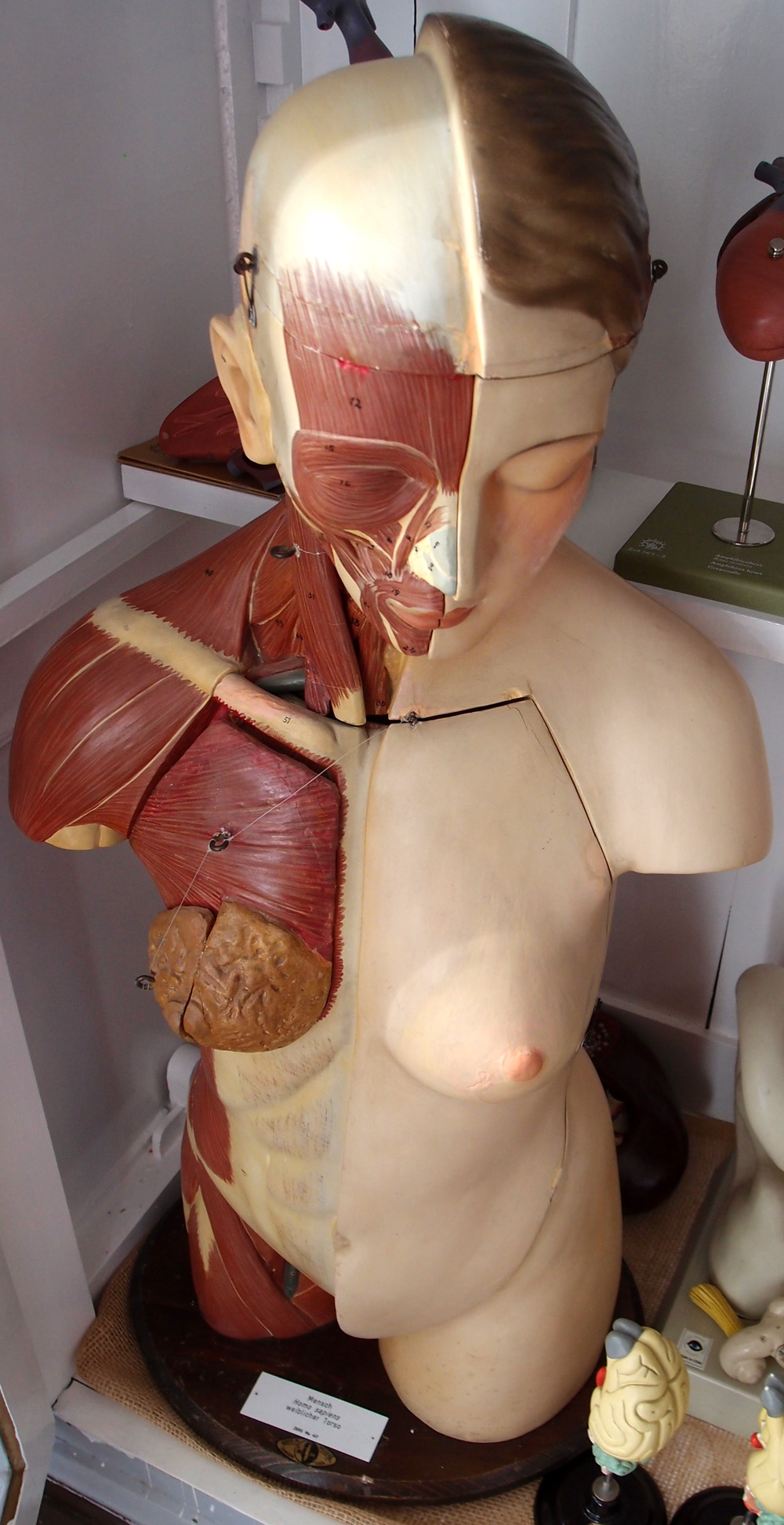 Anatomical torso teaching model in Rostock, showing exposed muscle layers.